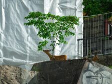 2022-23: More-than-Human Cities 2022-23: More-than-Human Cities